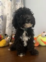 King, a male Bichpoo for sale in Durham, CT – 3 of 10