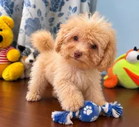 King, a male Bichpoo for sale in Durham, CT – 10 of 10