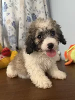 Daisy , a female Cockapoo for sale in Durham, CT – 4 of 10
