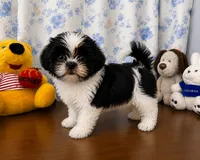 Bingo, a male Shih Tzu for sale in Durham, CT – 2 of 10