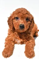 Fran, a female Miniature Goldendoodle for sale in Durham, CT – 6 of 9