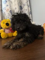 Milo, a male Yorkipoo for sale in Durham, CT – 9 of 10
