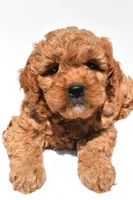 Ellie , a female Miniature Goldendoodle for sale in Durham, CT – 7 of 8
