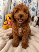 Bella, a female Miniature Goldendoodle for sale in Durham, CT – 7 of 10