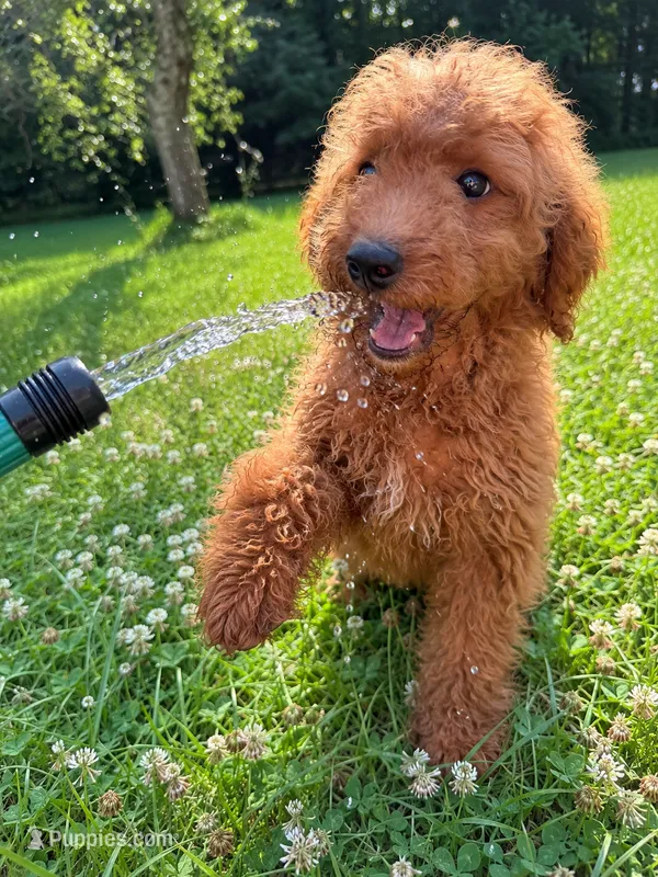 Fran – Miniature Goldendoodle puppy for sale in Durham, CT