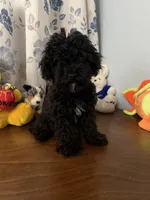 Joe , a male Bichpoo for sale in Durham, CT – 6 of 10