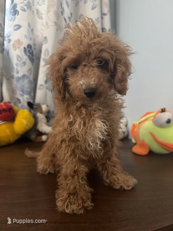 Lucy – Havapoo puppy for sale in Durham, CT