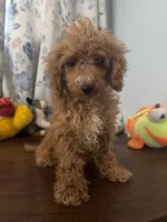 Lucy, a female Havapoo for sale in Durham, CT – 1 of 10