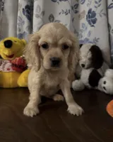 Lu, a female Cocker Spaniel for sale in Durham, CT – 8 of 10