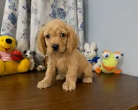 Bingo, a male Cocker Spaniel for sale in Durham, CT – 10 of 10