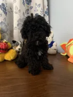 Joe , a male Bichpoo for sale in Durham, CT – 5 of 10