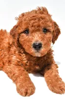 Freddy, a male Miniature Goldendoodle for sale in Durham, CT – 5 of 8