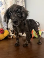 Bobby, a male Cockapoo for sale in Durham, CT – 1 of 10