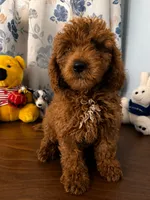 Bella, a female Miniature Goldendoodle for sale in Durham, CT – 10 of 10