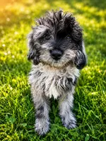 Joe , a male Cavapoo for sale in Durham, CT – 7 of 10