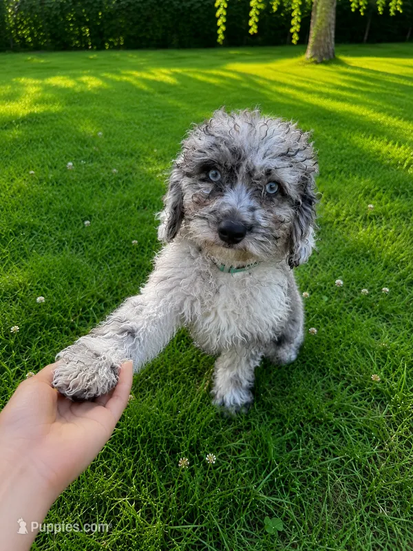 Lina – Cavapoo puppy for sale in Durham, CT