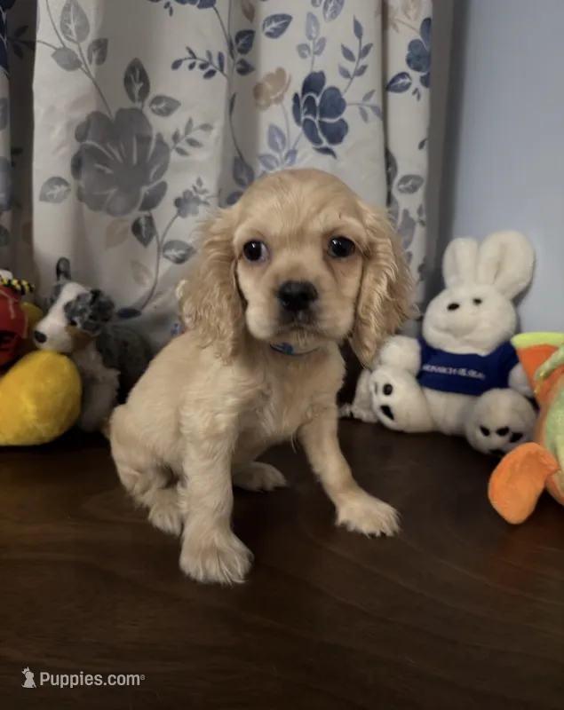 Lu – Cocker Spaniel puppy for sale in Durham, CT