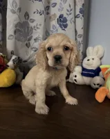 Lu, a female Cocker Spaniel for sale in Durham, CT – 1 of 10