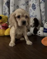 Lu, a female Cocker Spaniel for sale in Durham, CT – 4 of 10