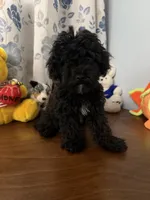 Joe , a male Bichpoo for sale in Durham, CT – 3 of 10