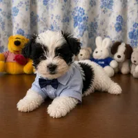 Joe , a male Morkie for sale in Durham, CT – 6 of 10