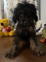 Milo, a male Yorkipoo for sale in Durham, CT – 2 of 10