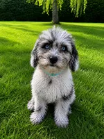 Lilly, a female Cavapoo for sale in Durham, CT – 6 of 10
