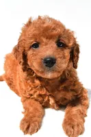 Fawn, a female Miniature Goldendoodle for sale in Durham, CT – 5 of 9