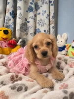 Jess, a female Cocker Spaniel for sale in Durham, CT – 6 of 10