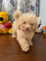 King, a male Bichpoo for sale in Durham, CT – 4 of 10