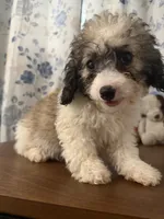 Daisy , a female Cockapoo for sale in Durham, CT – 9 of 10