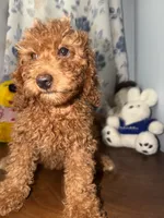 Daisey , a female Miniature Goldendoodle for sale in Durham, CT – 3 of 10