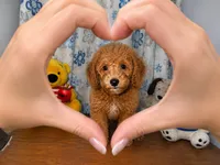 Bailey , a male Miniature Goldendoodle for sale in Durham, CT – 4 of 10