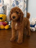 Bella, a female Miniature Goldendoodle for sale in Durham, CT – 5 of 10