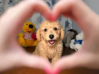 Sugar, a male Miniature Goldendoodle for sale in Durham, CT – 9 of 10