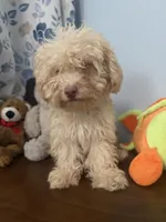 Jena , a female Bichpoo for sale in Durham, CT – 8 of 10