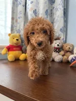 Manny, a male Havapoo for sale in Durham, CT – 3 of 10
