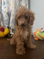 Lucy, a female Havapoo for sale in Durham, CT – 6 of 10