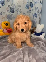 Bear, a male Miniature Goldendoodle for sale in Durham, CT – 4 of 10