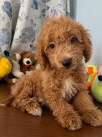 Manny, a male Havapoo for sale in Durham, CT – 7 of 10