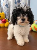 Jena, a female Bichpoo for sale in Durham, CT – 2 of 10