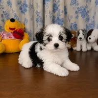 Willy , a male Morkie for sale in Durham, CT – 5 of 10