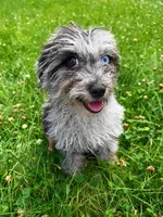 Lilly, a female Cavapoo for sale in Durham, CT – 1 of 10