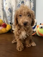 Linda, a female Havapoo for sale in Durham, CT – 5 of 10