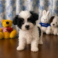 Joe , a male Morkie for sale in Durham, CT – 8 of 10