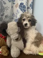 Bingo, a male Cockapoo for sale in Durham, CT – 8 of 10