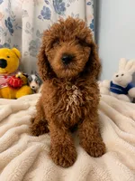 Bella, a female Miniature Goldendoodle for sale in Durham, CT – 6 of 10
