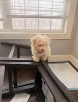 Bear, a male Havanese for sale in Durham, CT – Photo 8 of 10