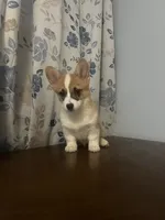 King, a male Pembroke Welsh Corgi for sale in Durham, CT – Photo 3 of 10