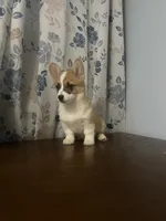 King, a male Pembroke Welsh Corgi for sale in Durham, CT – Photo 1 of 10